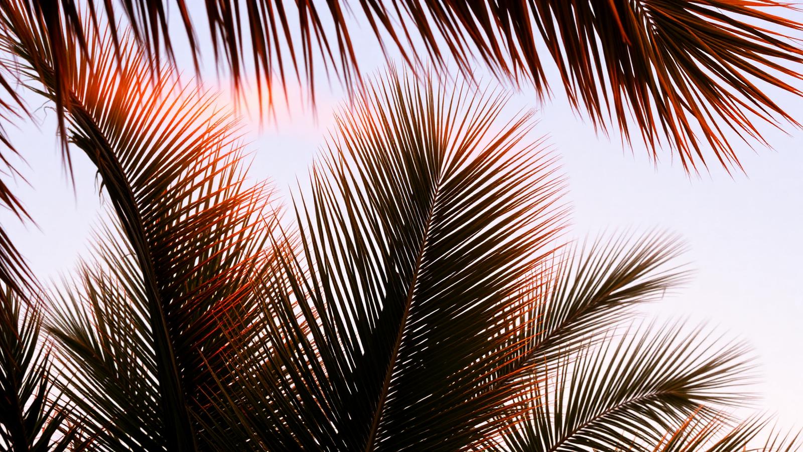 Palm fronds against a peach and pink sky